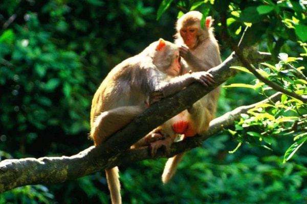 屬猴的今年婚姻怎麽樣 屬猴和屬猴的婚姻怎麽樣