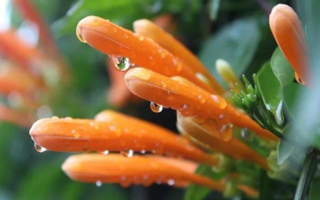 露水夫妻 露水夫妻是指什麽意思 露水夫妻 露水夫妻是指什麽意思